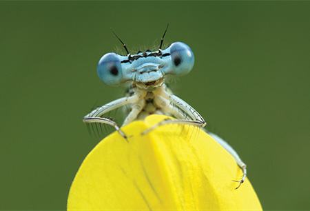 Macro Photography Tips