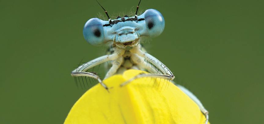 Lesson 5.3 Macro Photography Tips and Techniques