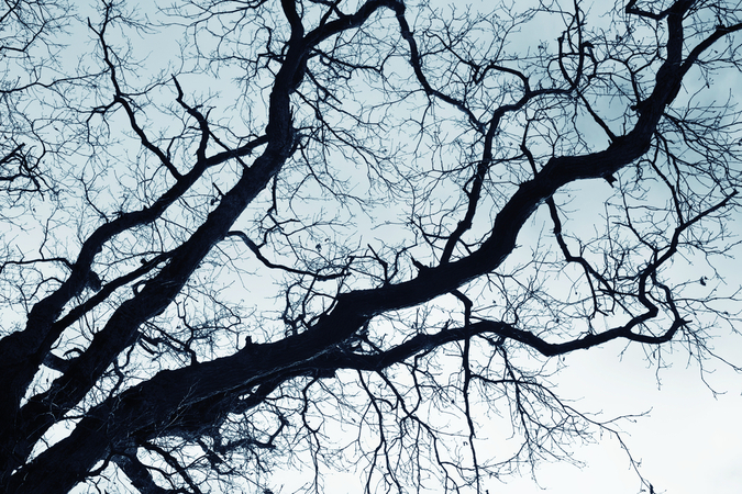 tree, tree photography, tree silhouette