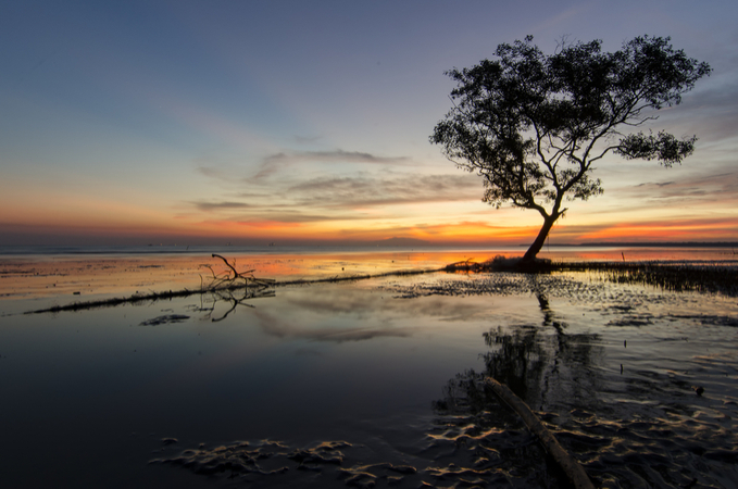 tree, tree photography, tree long exposure