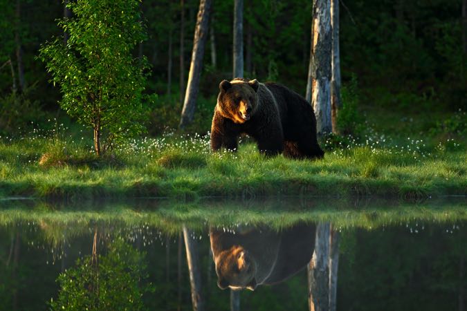 3 Simple Wildlife Photography Tips