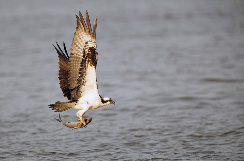 3-tips-for-better-photos-of-birds-in-flight