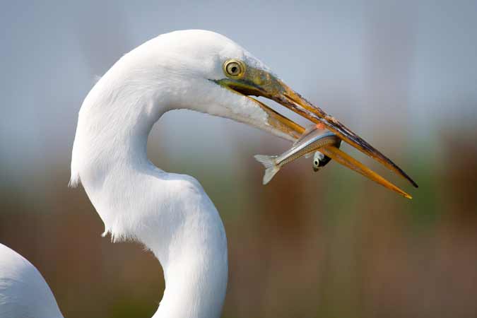 4 Steps to Better Bird Photography