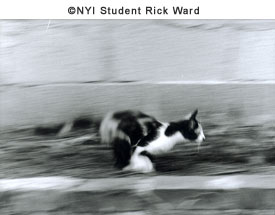 © NYIP Student Rick Ward
