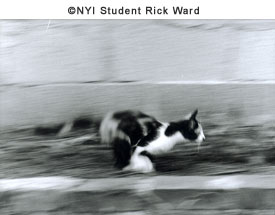 © NYIP Student Rick Ward © NYIP Student Rick Ward