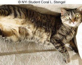 © NYIP Student Coral L. Stengel © NYIP Student Coral L. Stengel