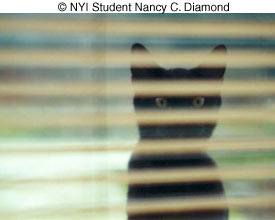 © NYIP Student Nancy C. Diamond