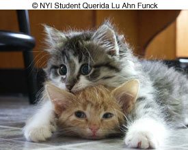© NYIP Student Querida Lu Ahn Funck © NYIP Student Querida Lu Ahn Funck
