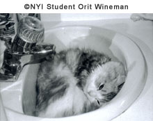 © NYIP Student Orit Wineman © NYIP Student Orit Wineman