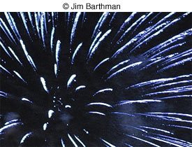 fireworks with a digital camera