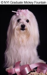 The catchlight in the eye's of this small dog tells us that NYIP graduate Mickey Fountain used flash to capture this portrait that features strong contrast between the dog's white fur and the black background. While we don't endorse dressing dogs up all the time, small dogs do sometimes have a bow atop the head, and here the photographer styled the setting by the use of ribbons and some jewelry below, adding a nice touch. © NYIP Graduate Mickey Fountain