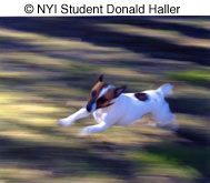 While this picture has so much dynamism we can't say for certain, we think that hard-driving pooch is most likely a Jack Russell Terrier, a breed known for it's fast-paced maneuvers, jumping skills and high energy level. NYIP student Donald Haller used the panning technique to perfection to capture this great picture. © NYIP Student Donald Haller