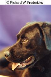 NYIP graduate Richard W. Fredericks used a formal portrait approach to create this tight composition. We often advise students to use a profile or 2/3rds setting for human portrait subjects, rather than having them look straight into the camera. The same approach can work well for animals as well. © Richard W. Frederics
