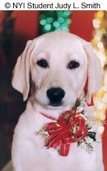 The head-on 'look right into the camera' approach can work just as well however. NYIP student Judy L. Smith gave this portrait a holiday feel with the use of the ribbon bow around the dog's neck and out-of-focus lights behind. Could this portrait have been made for a Christmas card? © NYIP Student Judy L. Smith