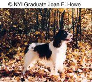 Any type of portrait that works for humans can work for a dog. Here we see this gorgeous setter captured in an environmental autumn portrait setting, taken by NYIP graduate Joan Howe, who submitted many portraits of this beautiful animal during her studies with us. © NYIP Graduate Joan E. Howe