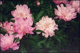 Flowers Flowers