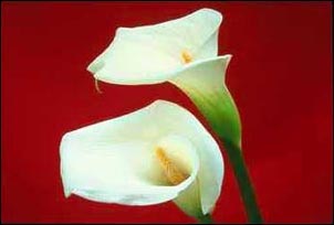 Flowers Flowers