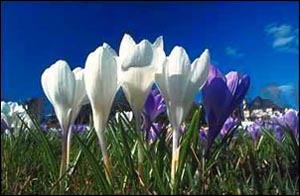 Flowers Flowers