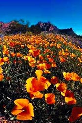Flowers Flowers