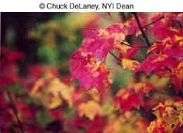 © Chuck DeLaney, NYI Dean © Chuck DeLaney, NYI Dean