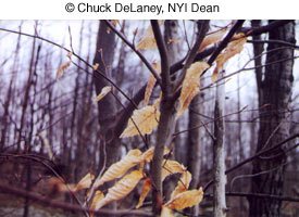 © Chuck DeLaney, NYI Dean © Chuck DeLaney, NYI Dean