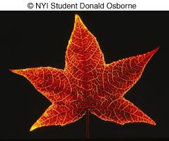 © NYI Student Donald Osborne © NYI Student Donald Osborne