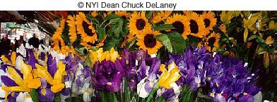 © NYIP Dean Chuck DeLaney © NYIP Dean Chuck DeLaney