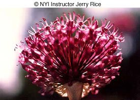 © NYIP Instructor Jerry Rice