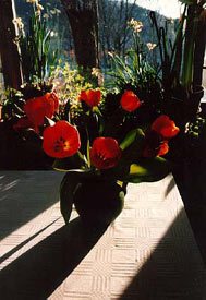 backlight flower photo backlight flower photo