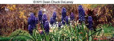 © NYIP Dean Chuck DeLaney © NYIP Dean Chuck DeLaney