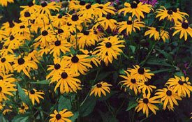 Black-eyed Susans Black-eyed Susans