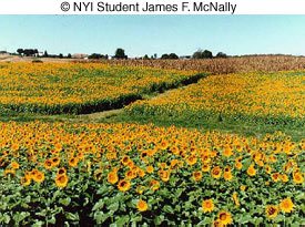 © NYIP Student James F. McNally © NYIP Student James F. McNally