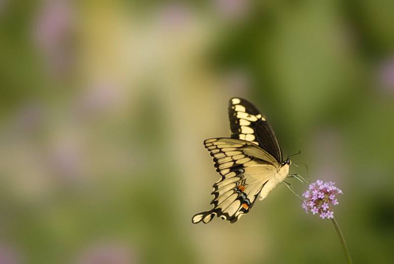 How to Photograph Butterflies