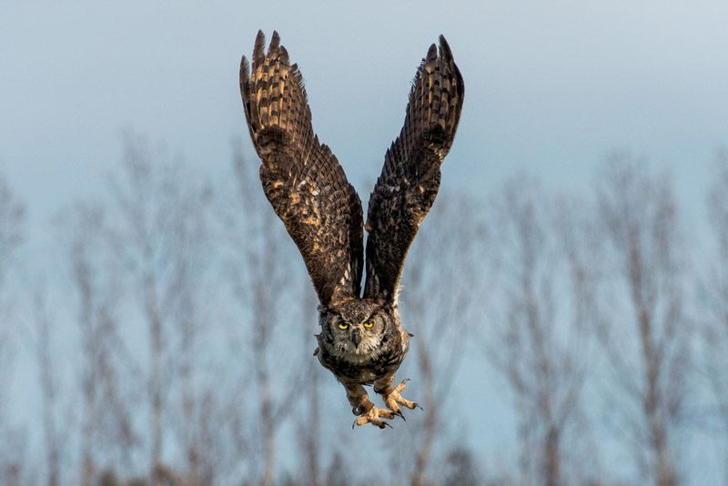 Trying to capture very fast-moving owls (a new experience!)