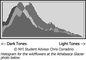 Histogram for wildflower photo below