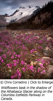 Wildflower photo by Chris Corradino