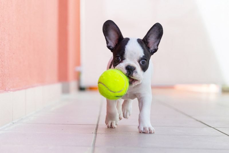 Photographing Puppies at Play