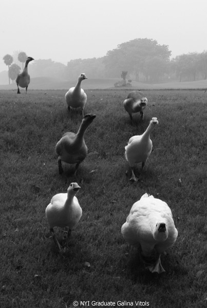Seven Geese A-Quacking by Galina Vitols