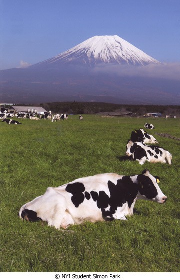 Mount Fujiyama with cows 