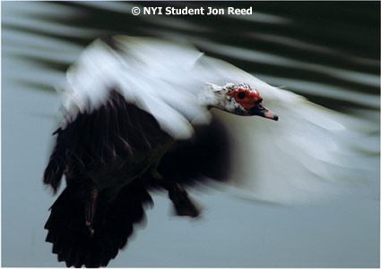Bird photo by NYIP Student Jon Reed