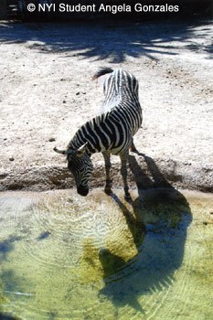 Photo of the Month Zebra