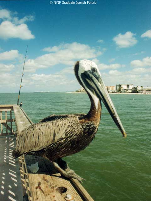 Pelican by Joseph Ponzio