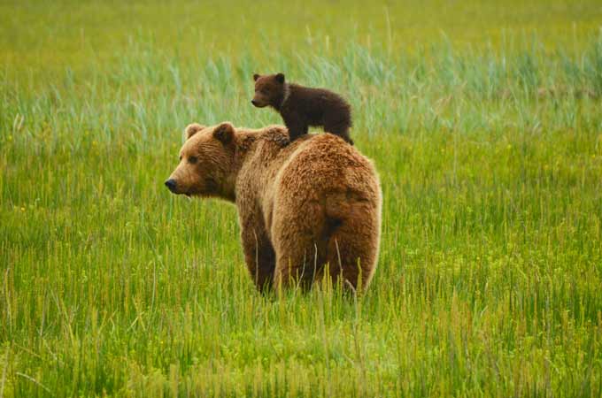 Preparing Yourself for Wildlife Photography