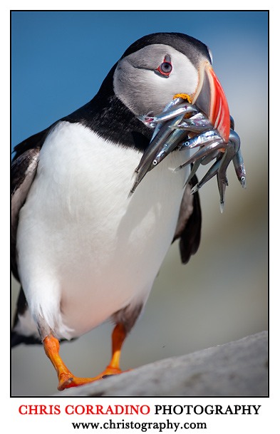 Chris Corradino Machias Seal Island Puffin