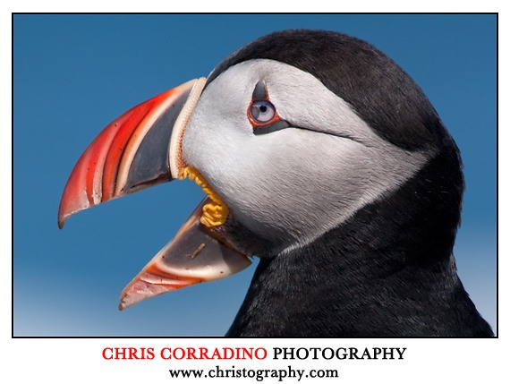 Chris Corradino photo of  Puffin