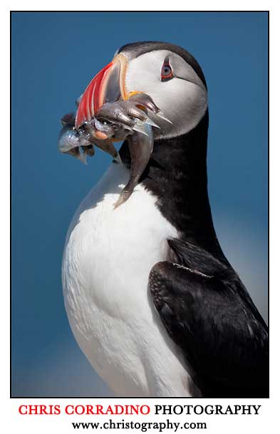 puffin eating fish