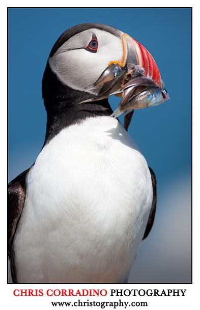 puffin photo by Chris Corradino