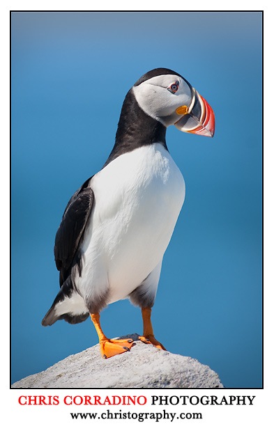 puffin at Machias Seal island canada