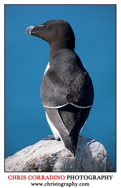 Chris Corradino photo of razorbill