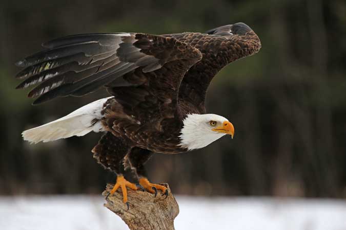 The Zen of Bird Photography